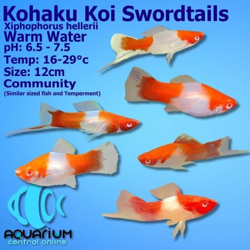 Aquarium Central Swordtails Kohaku Koi Swordtail Xiphophorus