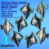 African Mono Sebae - 3cm