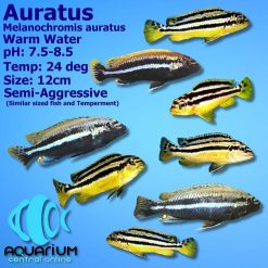 Auratus Cichlid