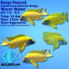Benga Peacock Cichlid