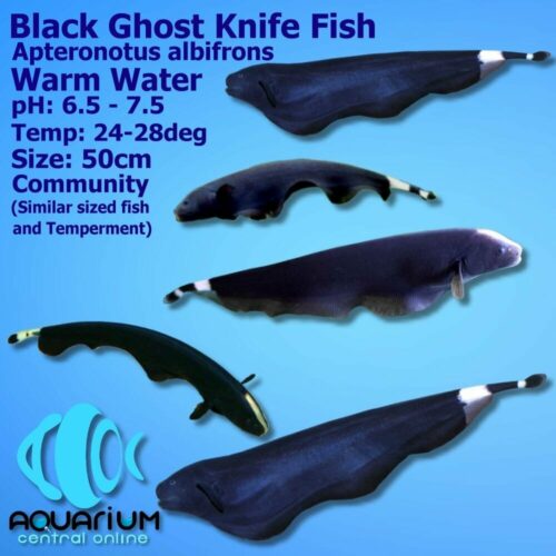 white ghost knife fish
