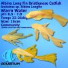 Longfin Albino Bristlenose Catfish Medium