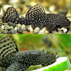 Common Bristlenose Catfish Medium Pleco