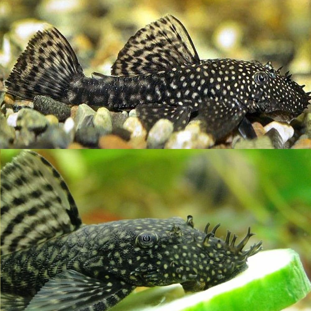 Common Pleco Buy Pleco Ceramics Pleco Cave Large Your Local Fish