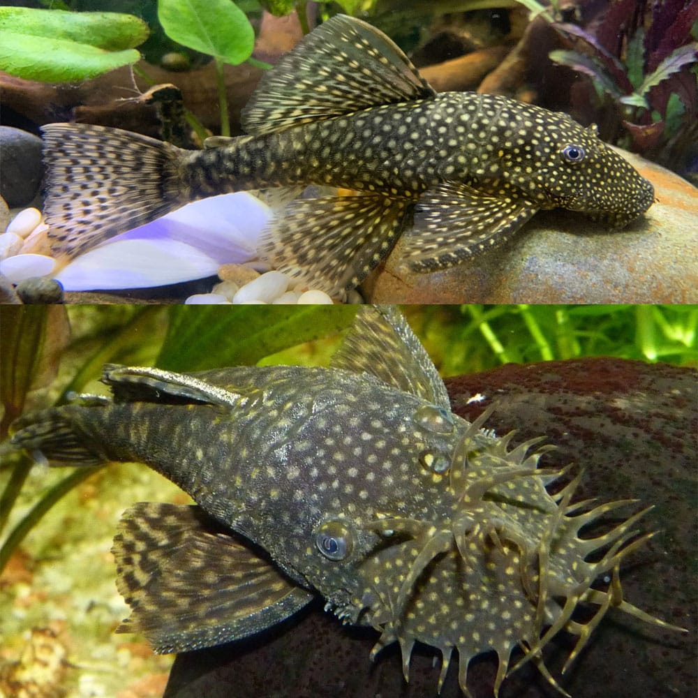 Baby Common Pleco Albino Bristlenose Pleco Detailed Guide Care 