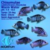 Chisumulae Cichlid
