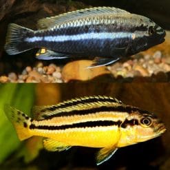 Auratus Cichlid