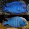 Blue Dolphin African Cichlid Moorii