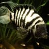 Convict Cichlids