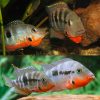 Firemouth Cichlid (Thorichthys meeki)