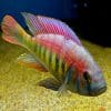 Flameback Cichlid