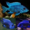 Blue Peacock Cichlid Medium