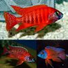 Red Peacock Cichlid