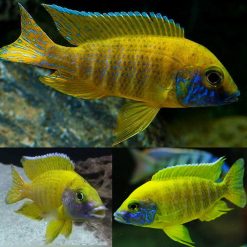 Yellow Peacock Cichlid