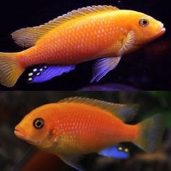 Red Zebra Cichlid