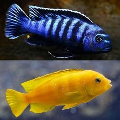 Saulosi Cichlid