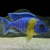 SP500 Maulana Bicolour Peacock