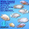 white or pink convict cichlid