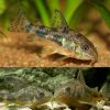 Peppered Cory Catfish