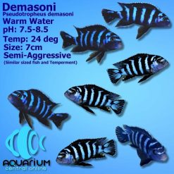 Demasoni Cichlid