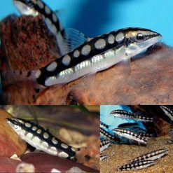 Dwarf Chain Loach