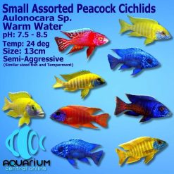 Assorted Peacock Cichlids