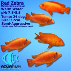 Red Zebra Cichlid