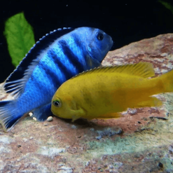 Saulosi Cichlid