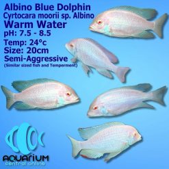 Albino Blue Dolphin Cichlid