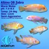 Albino OB Zebra Cichlid