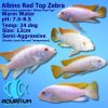 Albino Red Top Zebra