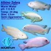 Albino Zebra Cichlid