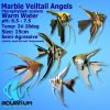 assorted veiltail angelfish 5cm