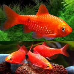 Glowlight Chilli Red Rosy Barb