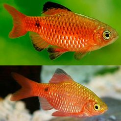 red rosy barb 5cm