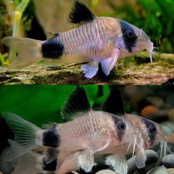 Panda cory Catfish Corydoras