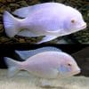 Albino Dolphin Cichlid