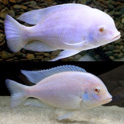 Albino Dolphin Cichlid