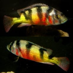 Crimson Tide Cichlid