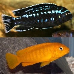 Inerruptus Cichlid