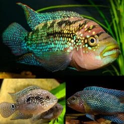 Jack Dempsey Cichlid EBJD Split Gene (Rocio octofasciata)