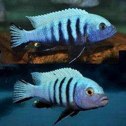 Kingsizei Pulpican Cichlid