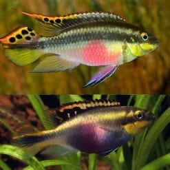 Kribensis Rainbow Cichlid