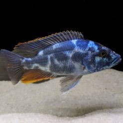 Livingstonii Cichlid