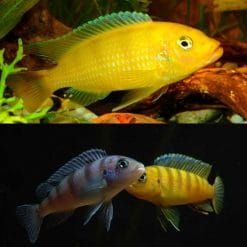 Lombardoi Kenyo Cichlid