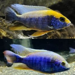 Sulphur Crest Cichlid