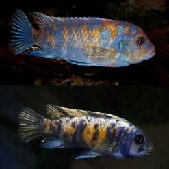 OB Zebra Cichlid