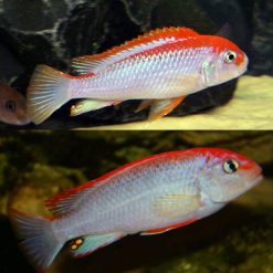 Perspicax Cichlid