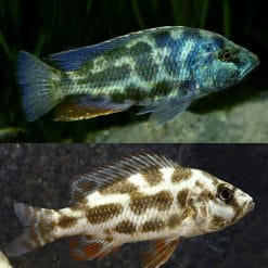 Polystigma Cichlid