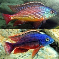 Red Empress Cichlid
